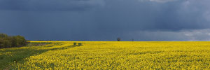 'Fenland drama' - Image by hehaden